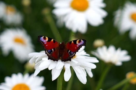 Peacock butterfly on a camomile