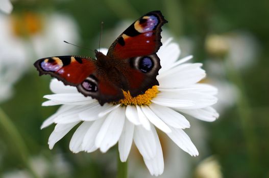 Peacock butterfly on a camomile                              