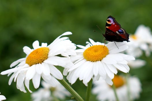 Peacock butterfly on a camomile