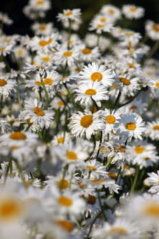 Large camomile closeup