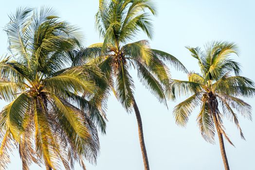 Three palm trees in Cartagena, Colombia