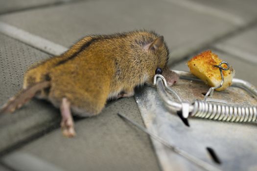The destruction of harmful rodents using mousetrap