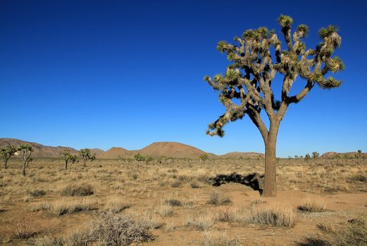 Joshua Tree National Park Jumbo Rocks in Yucca valley Mohave Desert California USA
