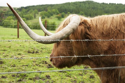 Highland cattle are a Scottish breed of cattle with long horns and long wavy coats.