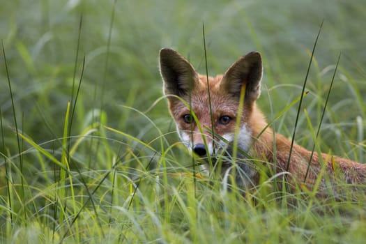 Fox hunting in the grass, in the clearing.