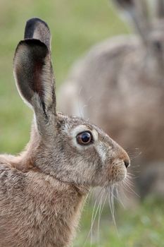 Hare in the wild, profile in the clearing.