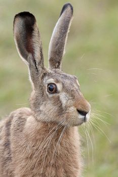 Portrait of a hare in the wild.