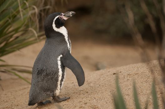 The Magellanic Penguin (Spheniscus magellanicus) is a South American penguin, breeding in coastal Argentina, Chile and the Falkland Islands, with some migrating to Brazil where they are occasionally seen as far north as Rio de Janeiro. It is the most numerous of the Spheniscus penguins.