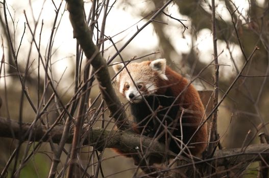 The red panda (Ailurus fulgens), also called lesser panda and red cat-bear, is a small arboreal mammal native to the eastern Himalayas and southwestern China that has been classified as Vulnerable by IUCN as its wild population is estimated at less than 10,000 mature individuals. The population continues to decline and is threatened by habitat loss and fragmentation, poaching, and inbreeding depression, although red pandas are protected by national laws in their range countries.