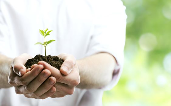 Male hands holding seedling in mound of dirt 