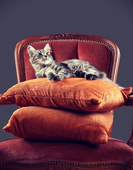 Kitten relaxing on a baroque armchair