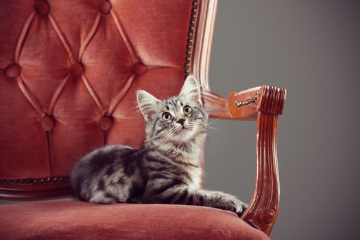 Kitten relaxing on a baroque armchair