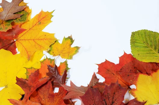autumn leaves with space for your text