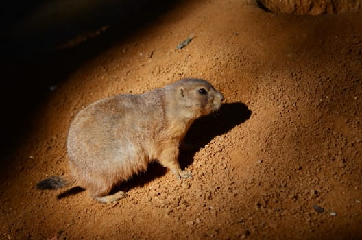 groundhog
