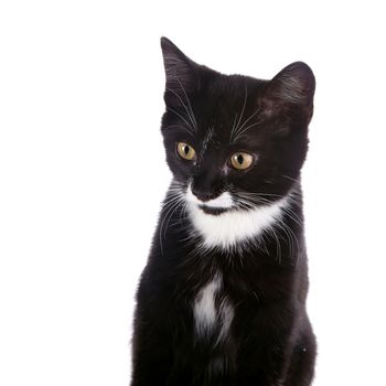 Black and white kitten. Curious kitten. Kitten on a white background. Small predator.