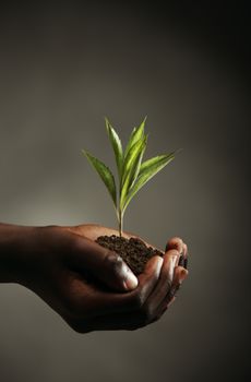 African boy with seedling in his hands, close up