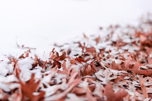 Unique view of fallen leafs and snow side by side during winter time