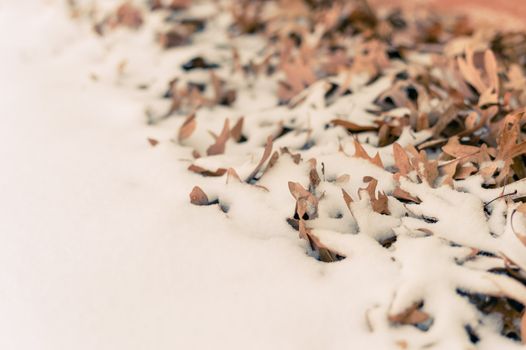 Unique view of fallen leafs and snow side by side during winter time with fashion tone