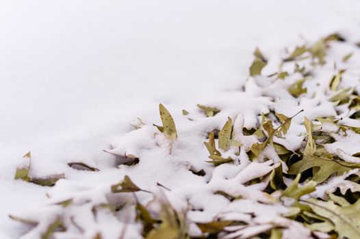 Unique view of fallen green leafs and snow side by side during winter time