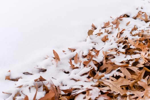 Unique view of fallen leafs and snow side by side during winter time