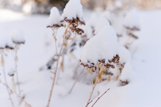 Dried and frozen plant with snow fallen during winter time