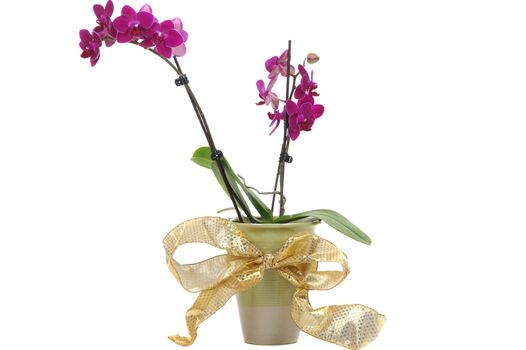 Christmas gift orchid flower