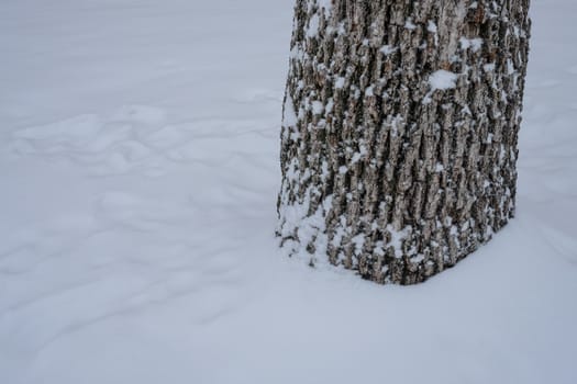 Details of Christmas pine tree trunk with snow