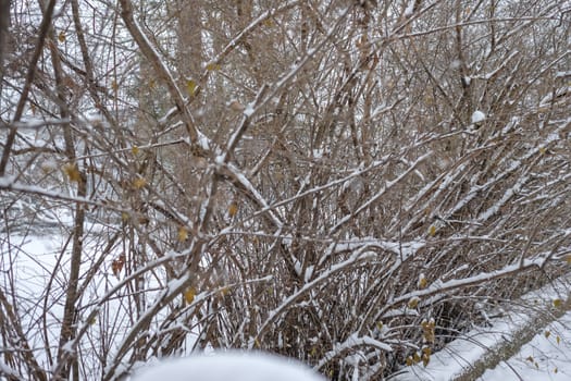 Heavy snow fall on tree branches during Christmas time