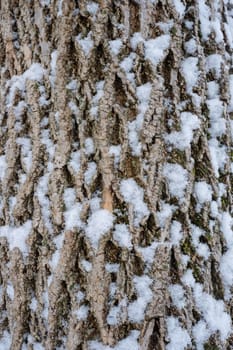 Details of Christmas pine tree trunk with snow
