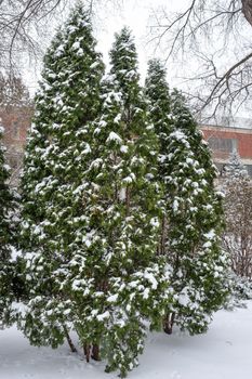 Heavy snow fall on a group of Christmas pine trees