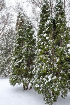 Heavy snow fall on a group of Christmas pine trees