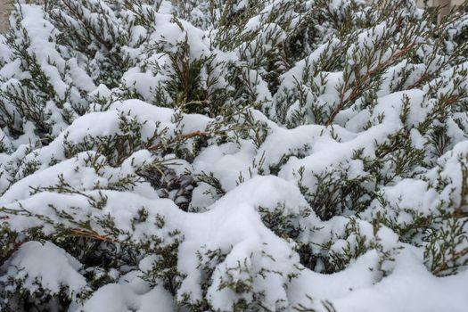 Details of heavy snow fall on Christmas pine tree branches