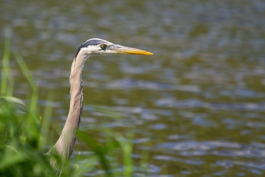 Great Blue Heron fishing in a pond