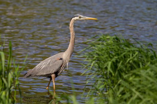 Great Blue Heron fishing in a pond