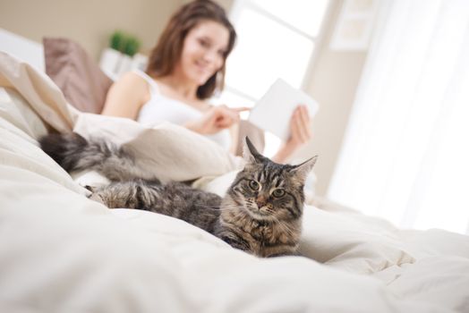 Beautiful cat lying on bed, woman using a tablet on background