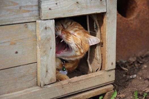 yawning cat wearing a collar