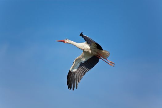 The white stork flies against the blue sky