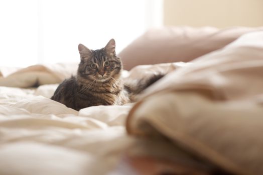 Portrait of a beautiful cat resting on a bed