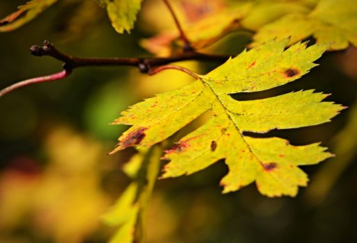 background or still life with yellow leaves of a tree