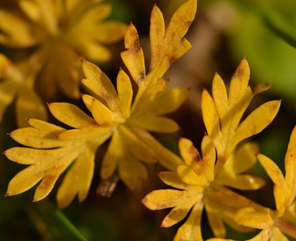 autumn background with yellow leaf tip of many herbs