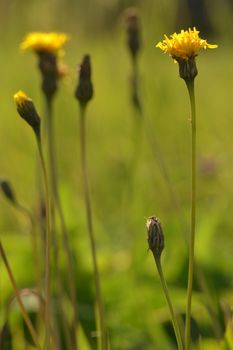 background formed with meadow flowers yellow