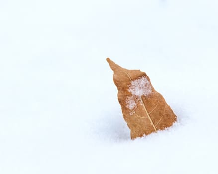 Single leaf isolated against a white background of snow