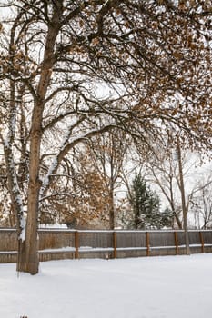 Wide angle view of a large tree growing in a backyard while the yard is covered in snow.