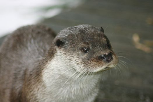 a portrait shot of a river otter