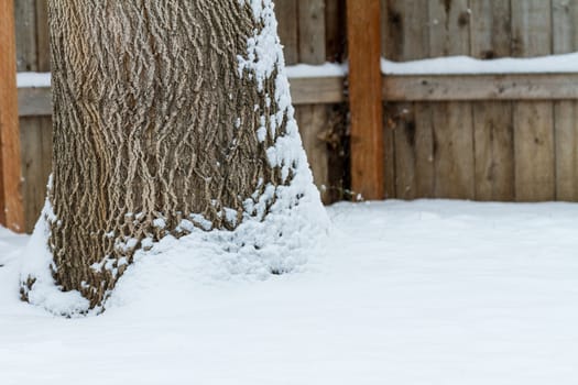 Wind and snow combined to cover the trunk of this tree.