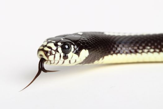 picture of a beautiful california desert snake