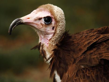 portrait of an ugly vulture