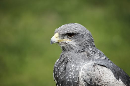portrait of a beautiful falcon
