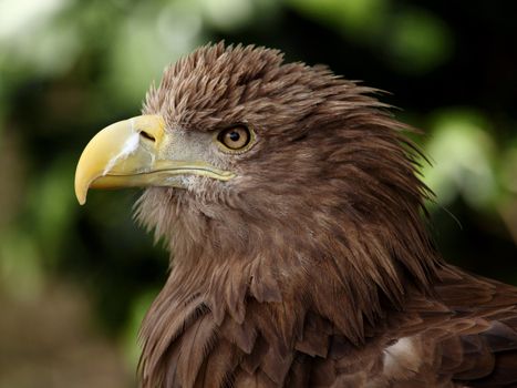 portrait of a beautiful european eagle