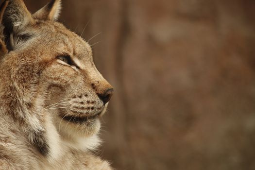 portrait of a beautiful lynx resting